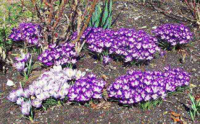 crocuses planting and care in the open field in siberia