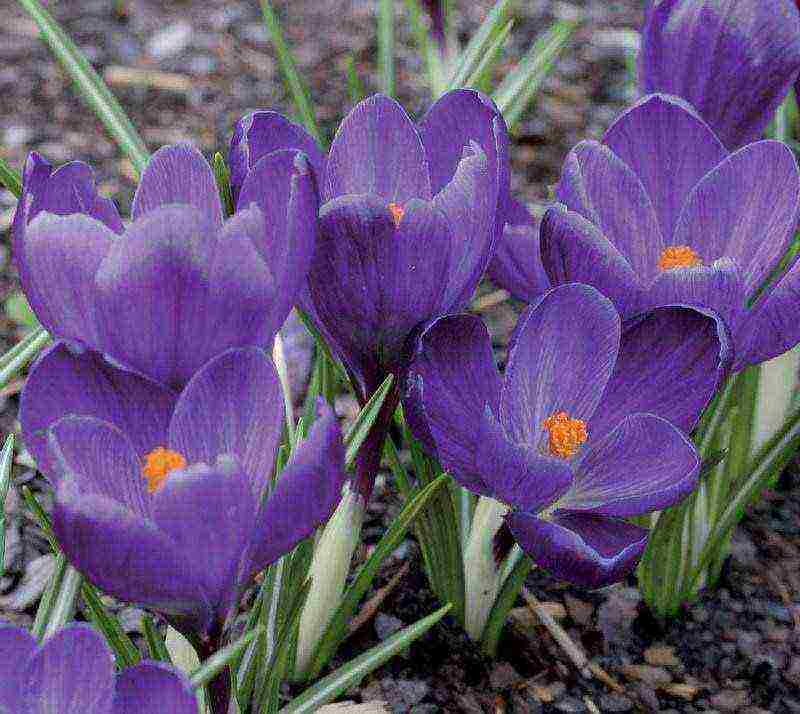 crocuses planting and care in the open field in siberia