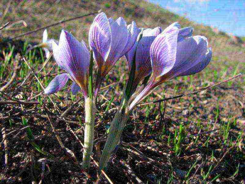 crocuse pagtatanim at pag-aalaga sa bukas na bukid sa siberia