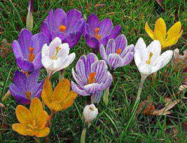 crocuses planting and care in the open field in siberia