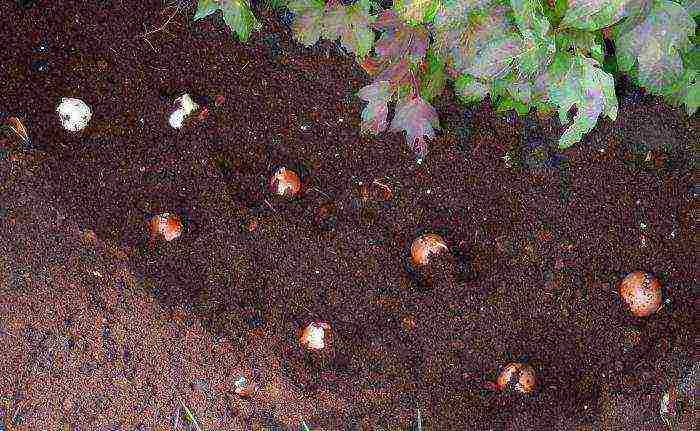 crocuses planting and care in the open field in siberia