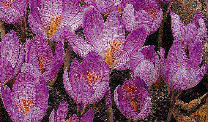 crocuses planting and care in the open field in siberia