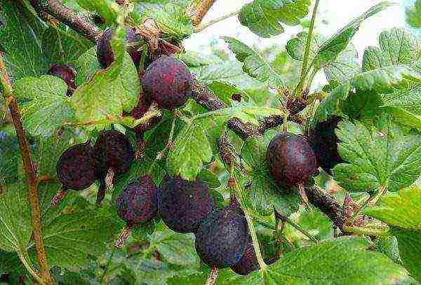 gooseberry best early varieties