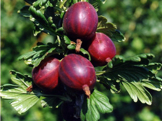 pinakamahusay na maagang pagkakaiba-iba ng gooseberry