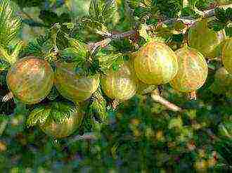 pinakamahusay na maagang pagkakaiba-iba ng gooseberry