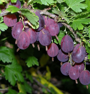 pinakamahusay na maagang pagkakaiba-iba ng gooseberry