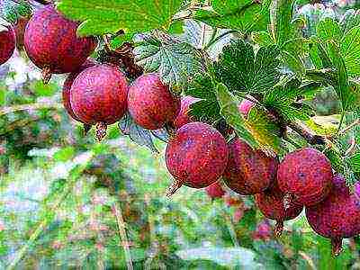 gooseberry best early varieties