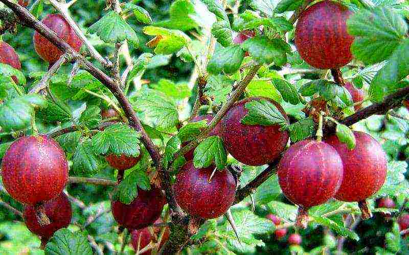 pinakamahusay na maagang pagkakaiba-iba ng gooseberry