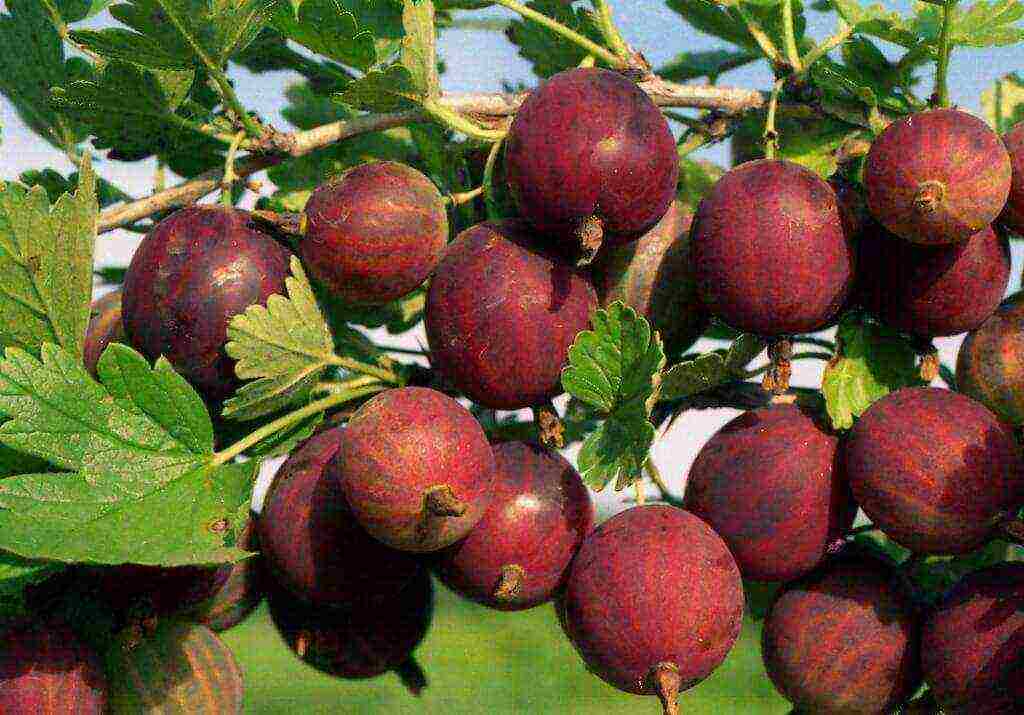 gooseberry best early varieties