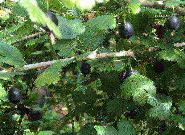 gooseberry best early varieties