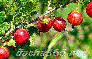 gooseberries are the best varieties for siberia