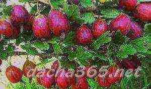 gooseberries are the best varieties for siberia