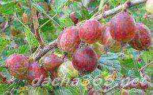 gooseberries are the best varieties for siberia