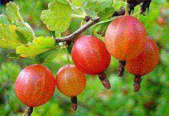 gooseberries are the best varieties for siberia