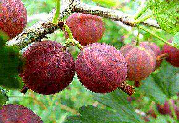 gooseberries are the best varieties for siberia