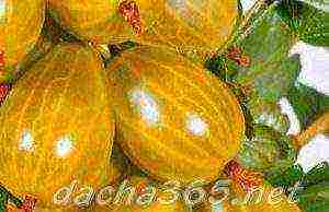 gooseberries are the best varieties for siberia
