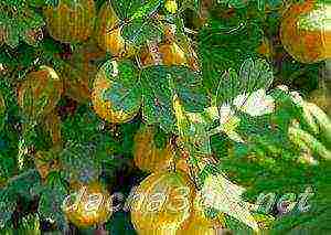 gooseberries are the best varieties for siberia