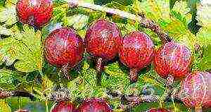 gooseberries are the best varieties for siberia