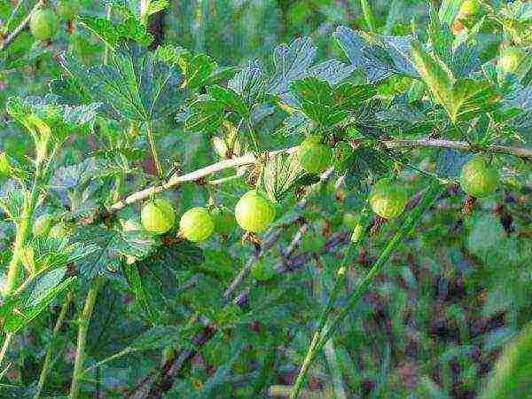 gooseberry ang pinakamahusay na berdeng pagkakaiba-iba