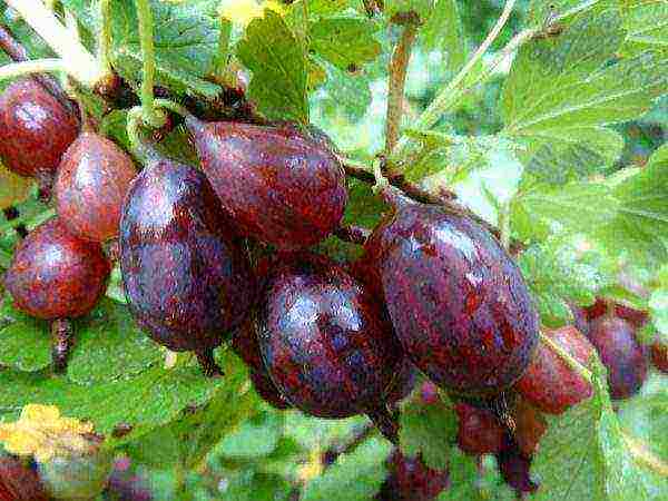 gooseberry the best green variety