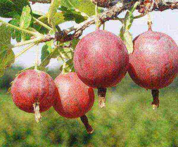 gooseberry the best green variety