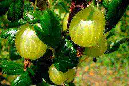 gooseberry the best green variety