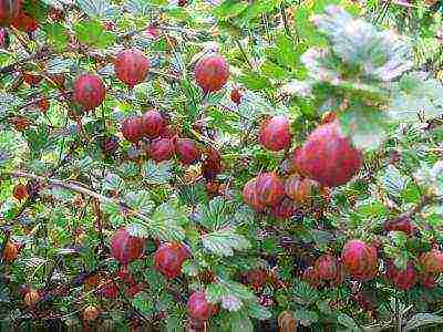 gooseberry the best green variety