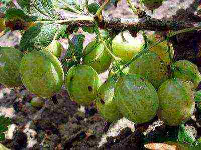 gooseberry the best green variety