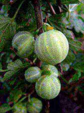 gooseberry is the best variety