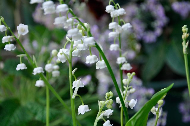 how to grow lilies of the valley at home