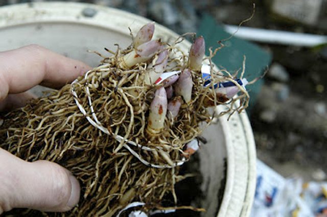 how to grow lilies of the valley at home