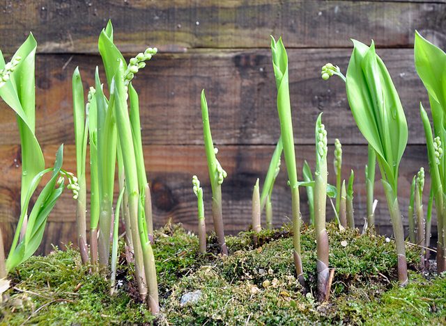 how to grow lilies of the valley at home