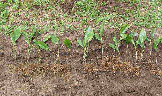 how to grow lilies of the valley at home