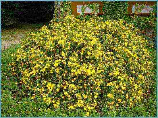 Potentilla การปลูกและดูแลในทุ่งโล่งสำหรับผู้เริ่มต้น