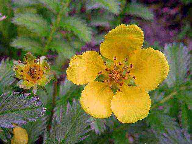 Potentilla การปลูกและดูแลในทุ่งโล่งสำหรับผู้เริ่มต้น