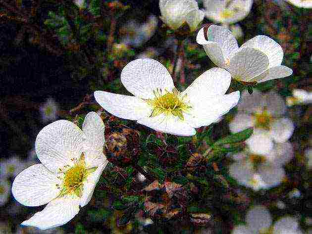 Potentilla planting and care in the open field for beginners