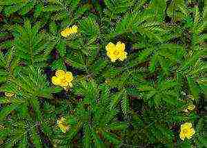 Potentilla การปลูกและดูแลในทุ่งโล่งสำหรับผู้เริ่มต้น