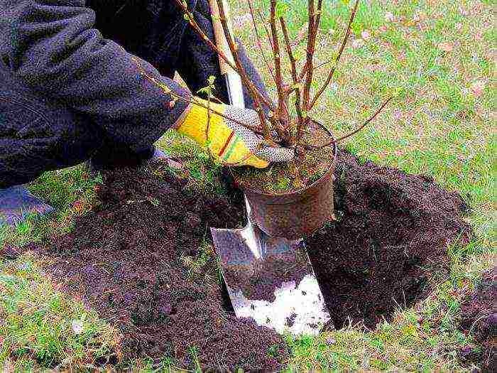 Ang pagtatanim at pag-aalaga ng Potentilla sa bukas na larangan para sa mga nagsisimula