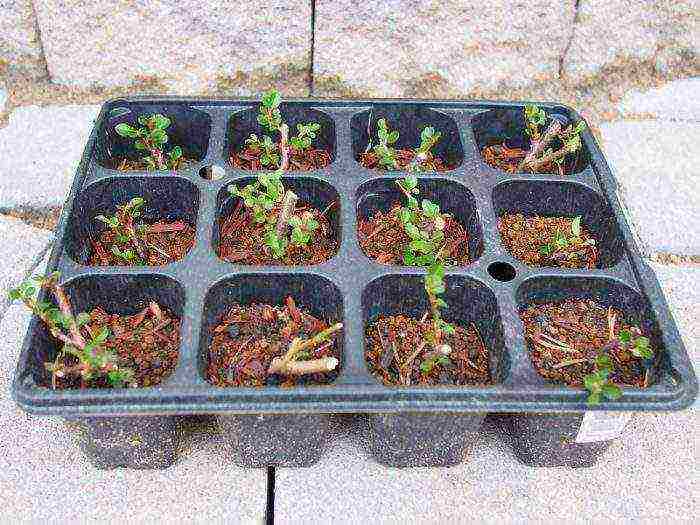 Potentilla planting and care in the open field for beginners