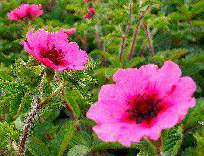 Potentilla การปลูกและดูแลในทุ่งโล่งสำหรับผู้เริ่มต้น