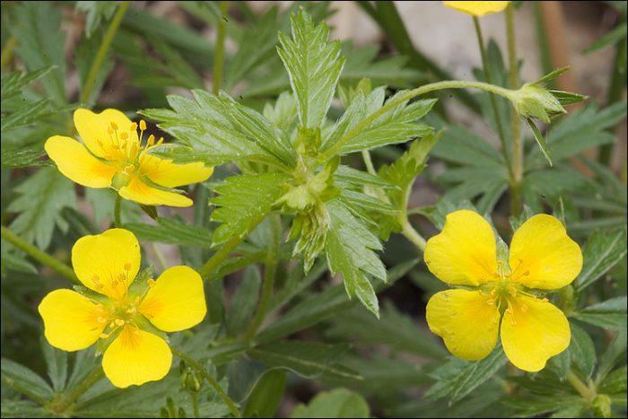 Potentilla การปลูกและดูแลในทุ่งโล่งสำหรับผู้เริ่มต้น