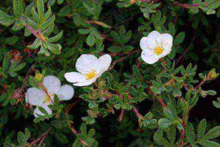 Potentilla การปลูกและดูแลในทุ่งโล่งสำหรับผู้เริ่มต้น