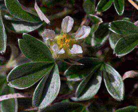 Potentilla planting and care in the open field for beginners