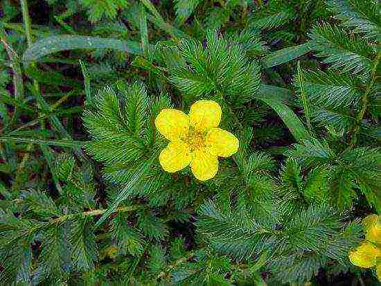 Potentilla planting and care in the open field for beginners