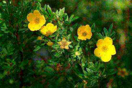 Potentilla planting and care in the open field for beginners