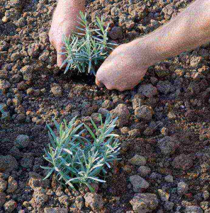 lavender planting and care at home in the open field