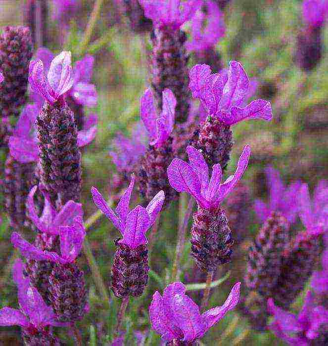 lavender planting and care at home in the open field