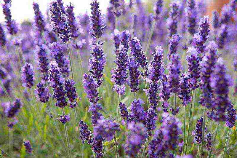 lavender planting and care at home in the open field