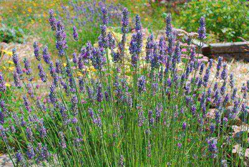 lavender planting and care at home in the open field