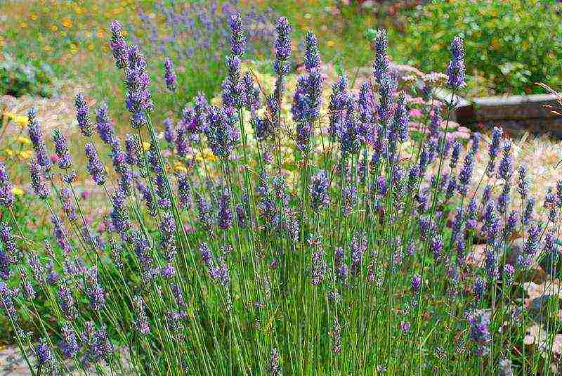 pagtatanim at pangangalaga ng lavender sa bahay sa bukas na bukid